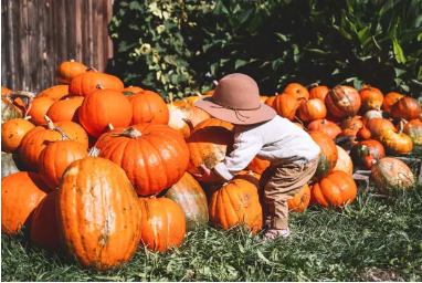 Picture of pumpkin picking